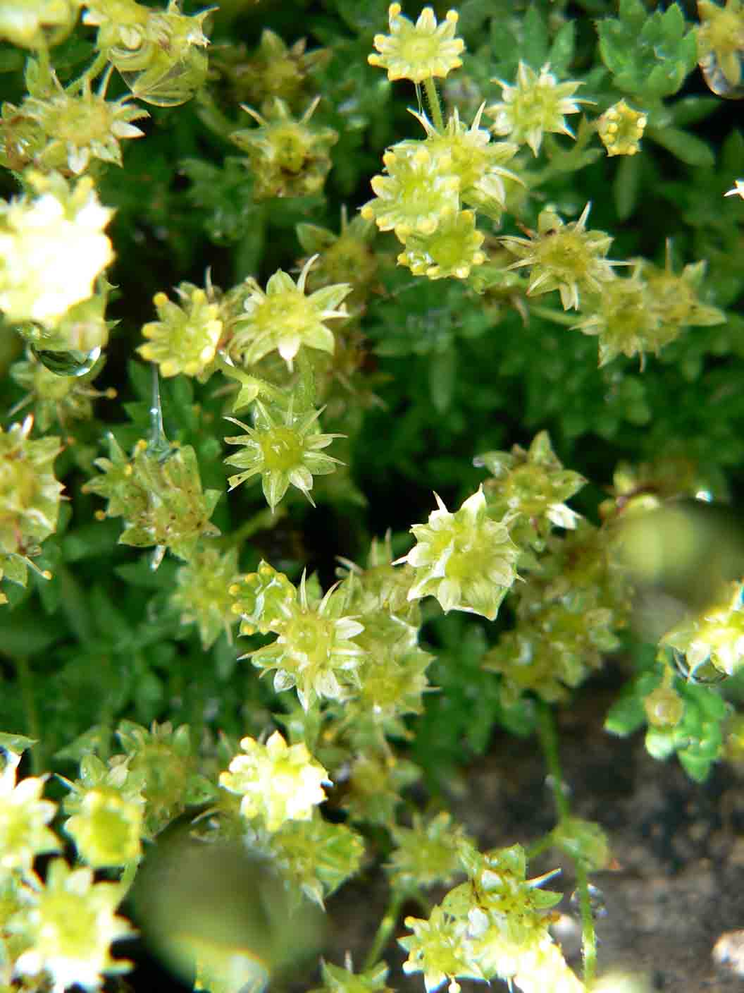Saxifraga sedoides / Sassifraga setolosa